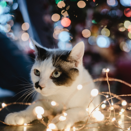 Animal Lighting